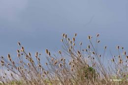 Image of teasel: Fuller's teasel; cutleaf teasel