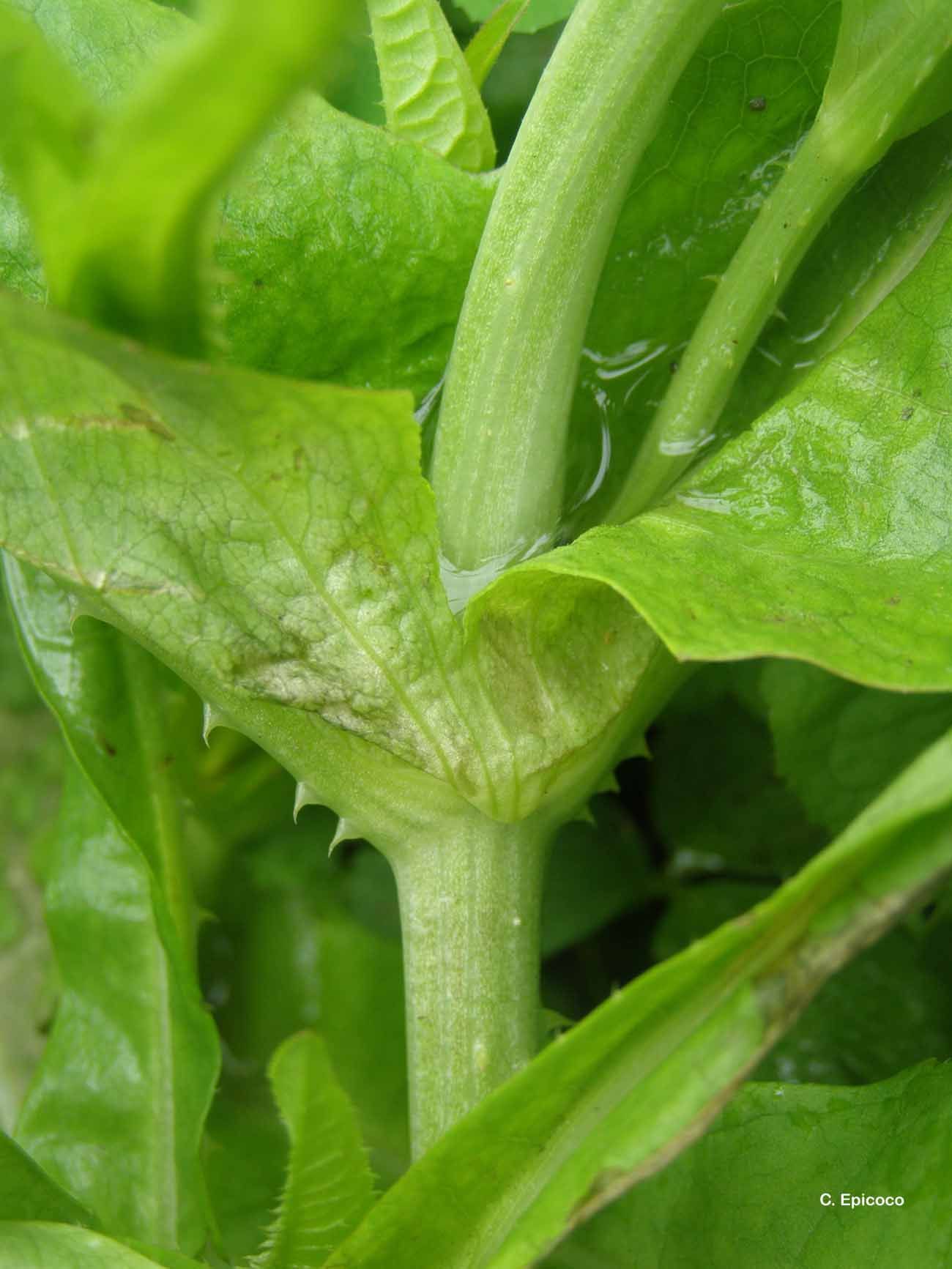 Image of teasel: Fuller's teasel; cutleaf teasel