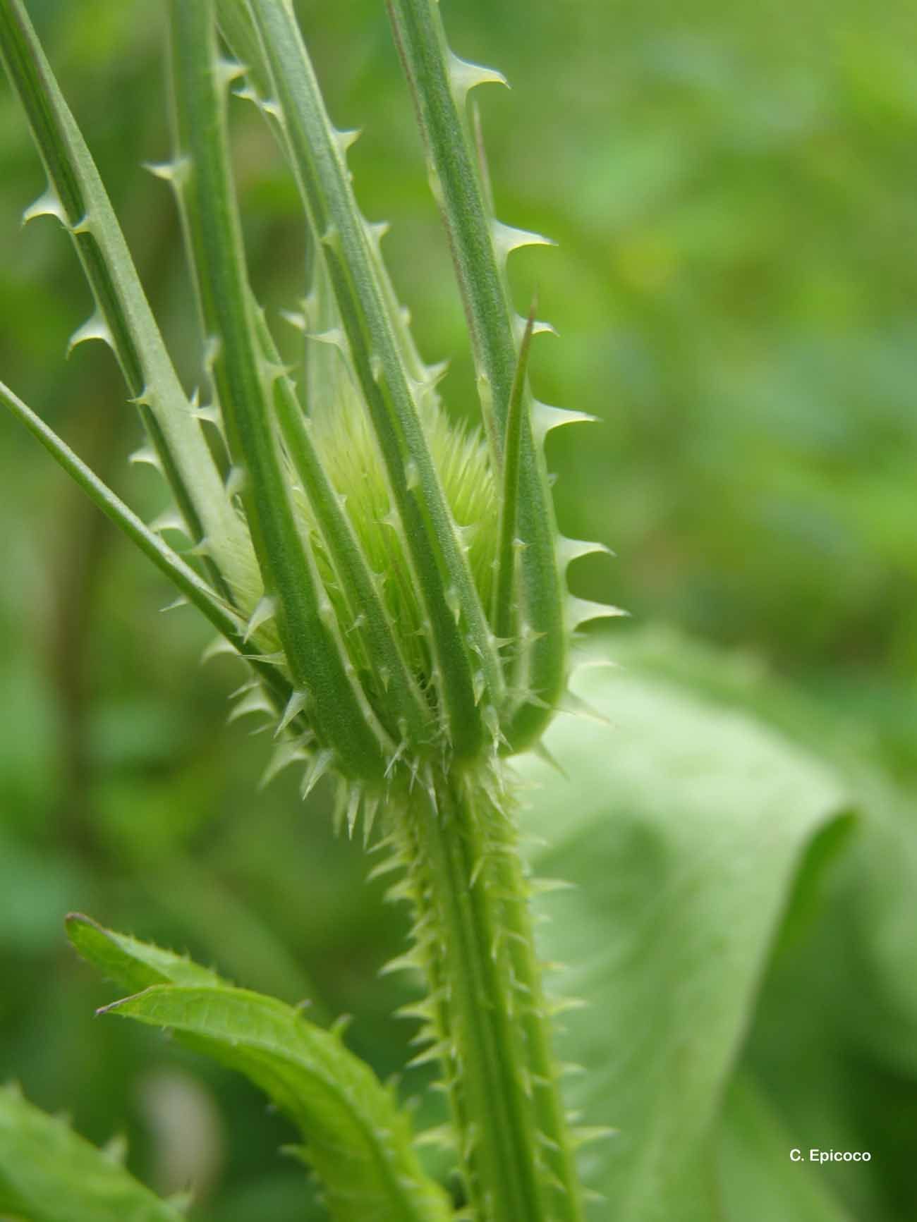 Image of teasel: Fuller's teasel; cutleaf teasel