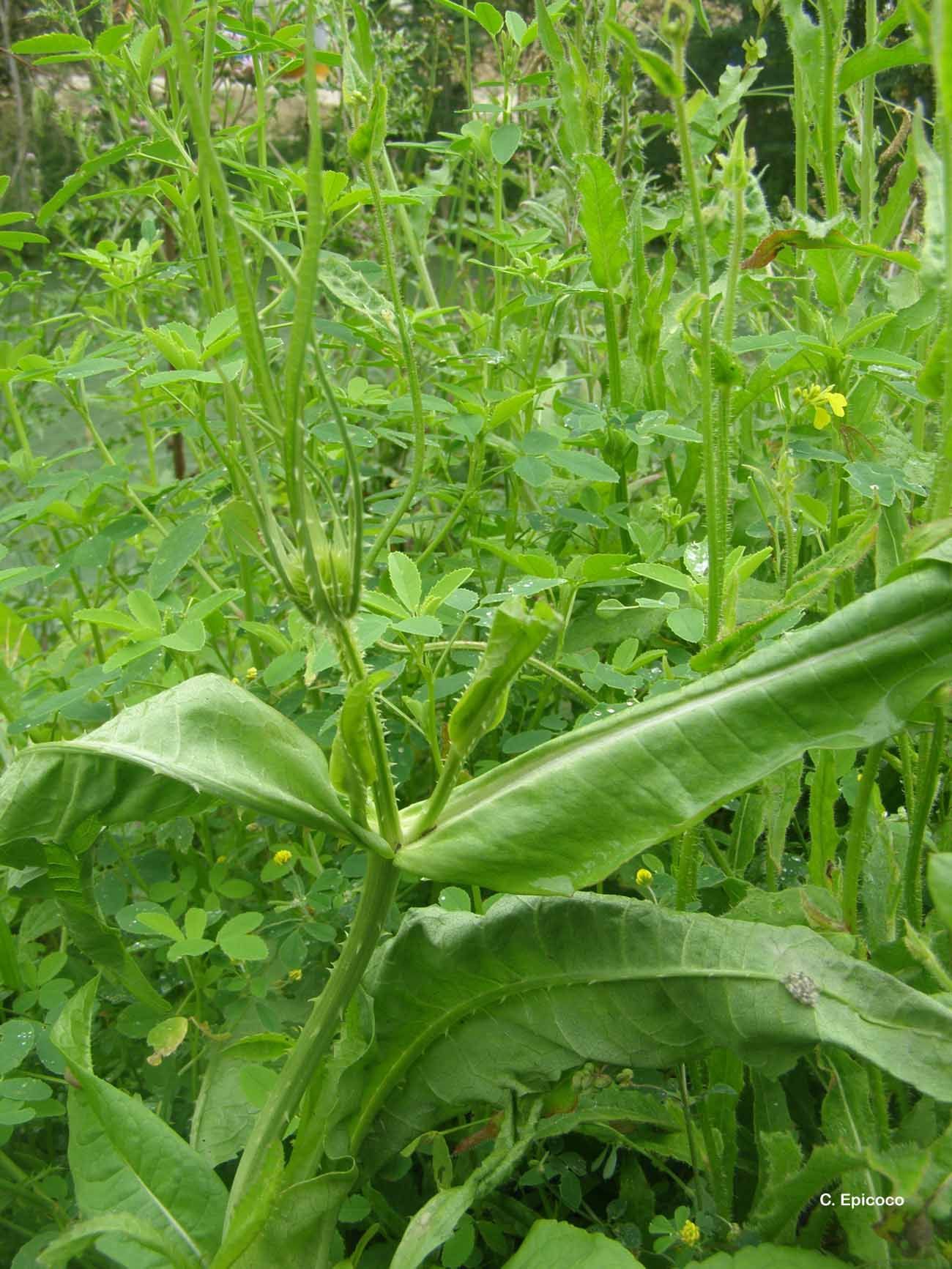 Image of teasel: Fuller's teasel; cutleaf teasel