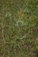 Image of teasel: Fuller's teasel; cutleaf teasel