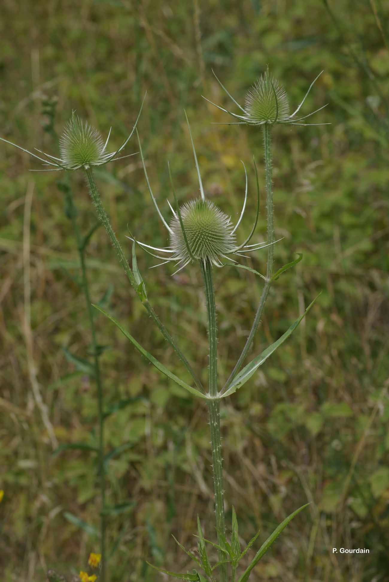 Image of teasel: Fuller's teasel; cutleaf teasel