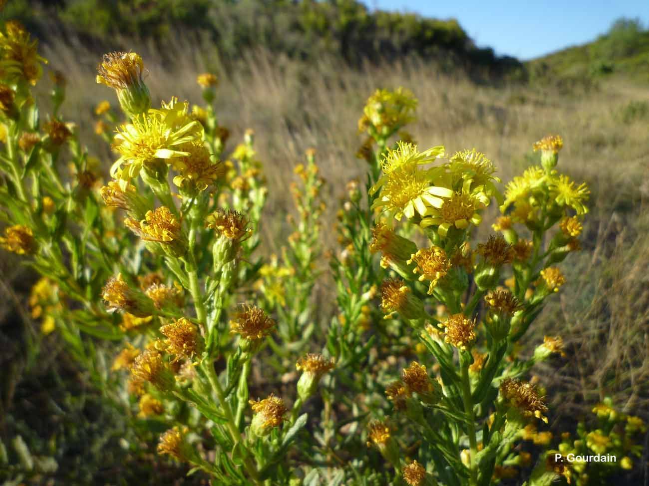 Image of Strong-smelling Inula