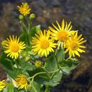 Image of Doronicum corsicum (Loisel.) Poir.