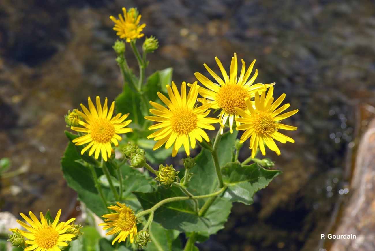 Слика од Doronicum corsicum (Loisel.) Poir.