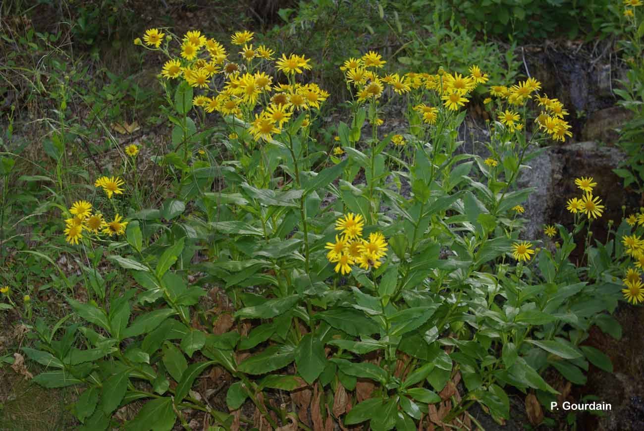 Image of Doronicum corsicum (Loisel.) Poir.