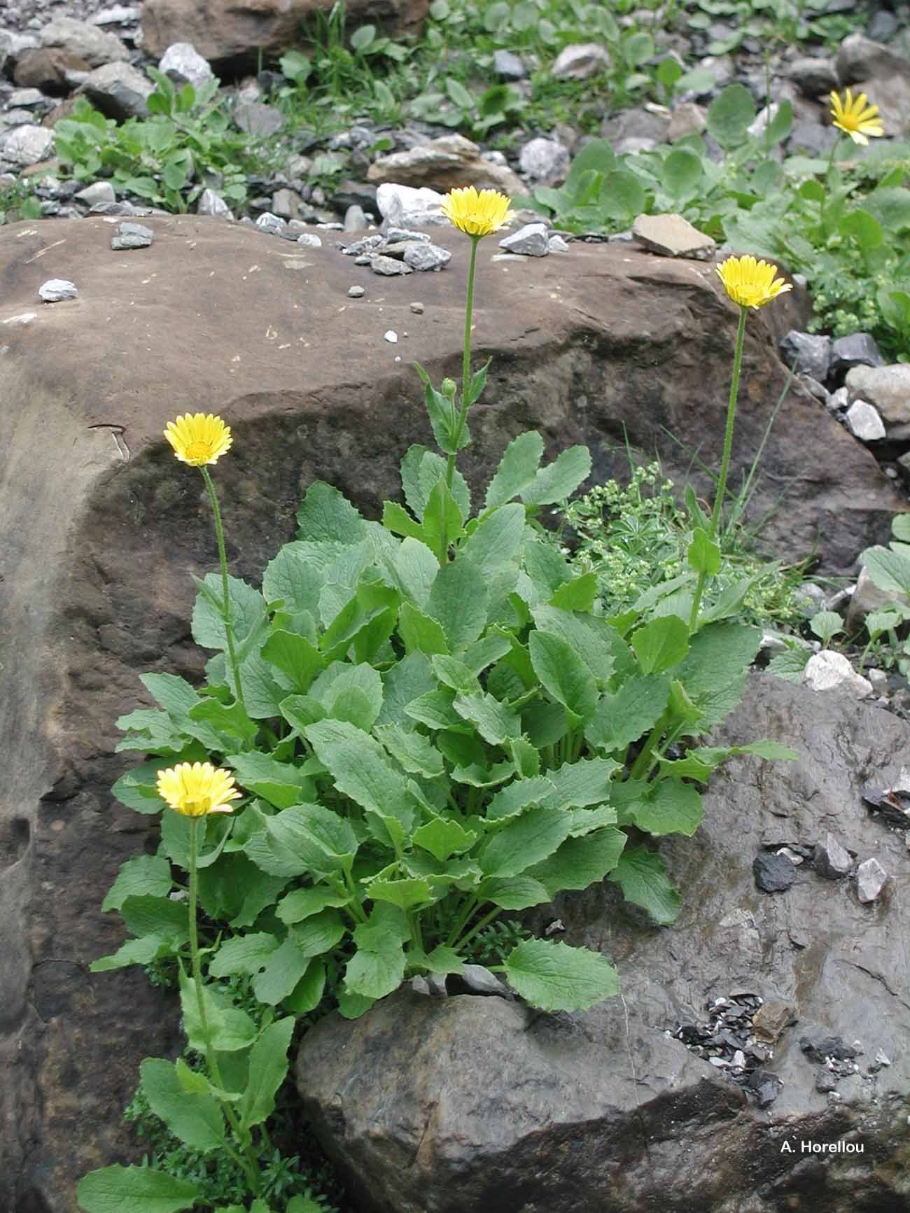 Слика од Doronicum grandiflorum Lam.