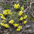 Image of yellow whitlow-grass