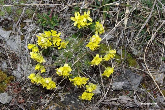 Image of yellow whitlow-grass