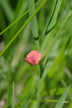 Image of Round-seeded Vetchling