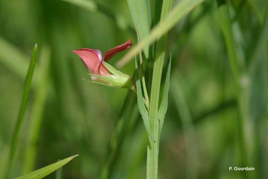 Image of Round-seeded Vetchling