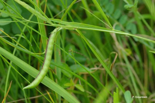 Image of Round-seeded Vetchling