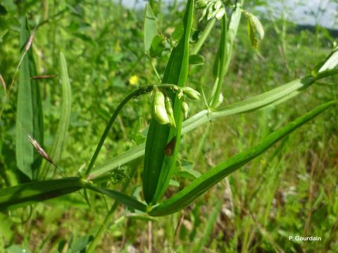 Image of flat pea