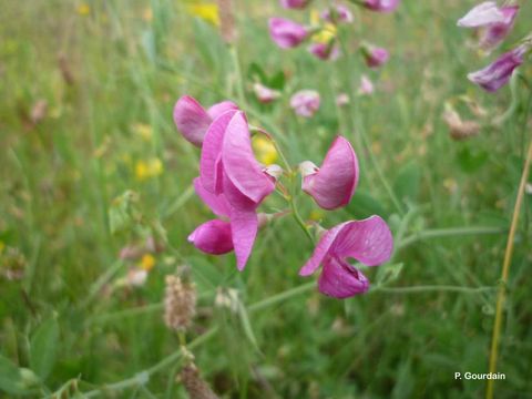 Image of tuberous pea