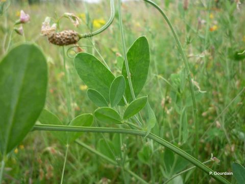 Image of tuberous pea