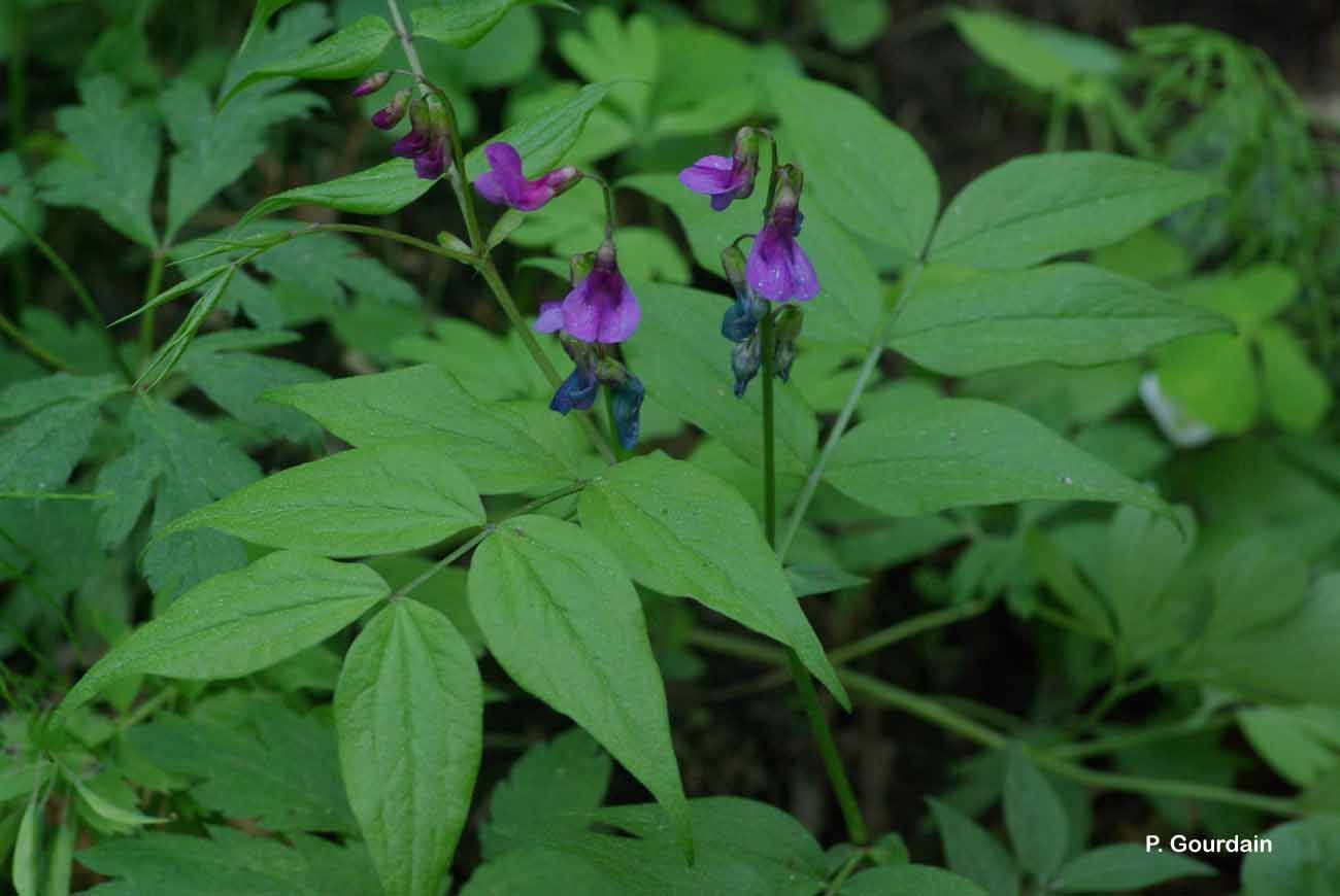 Image of spring pea