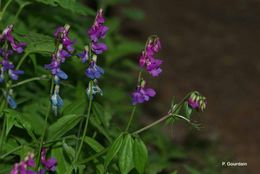 Image of spring pea