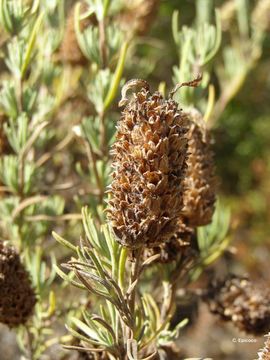 Image of French lavender