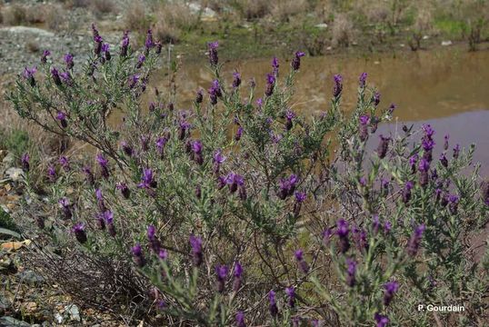 Imagem de Lavandula stoechas L.