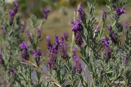 Image of French lavender