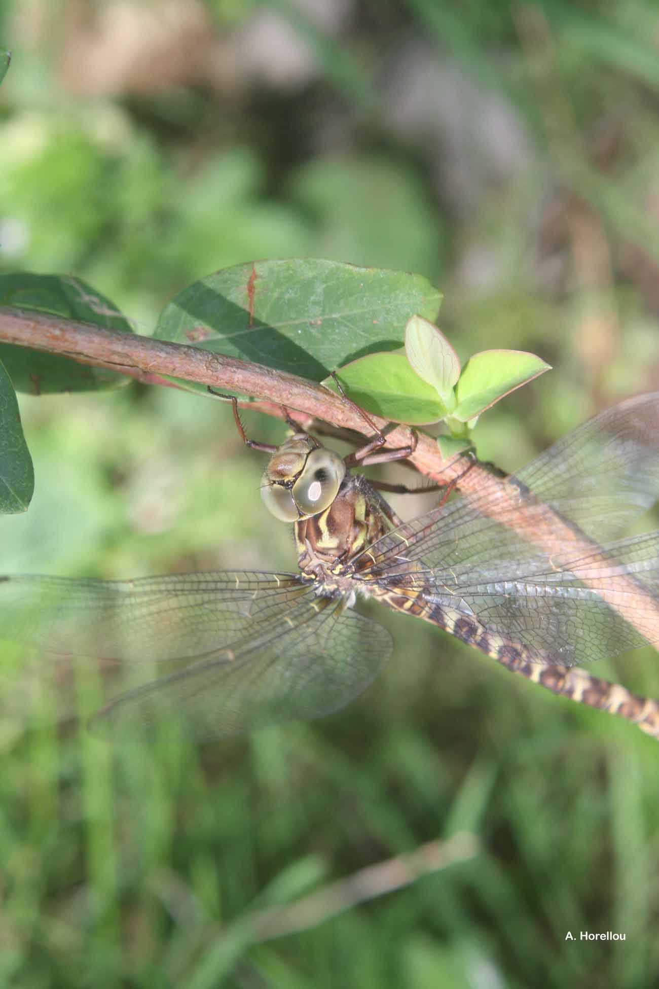 Image of Dusk Hawker