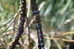 Image of Migrant Hawker