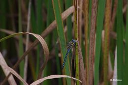 Image of Migrant Hawker