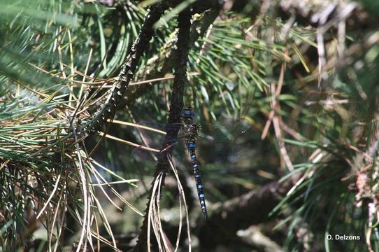 Image of Migrant Hawker