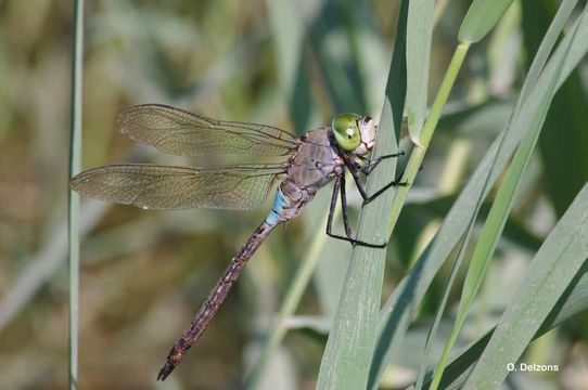 Image of Lesser Emperor