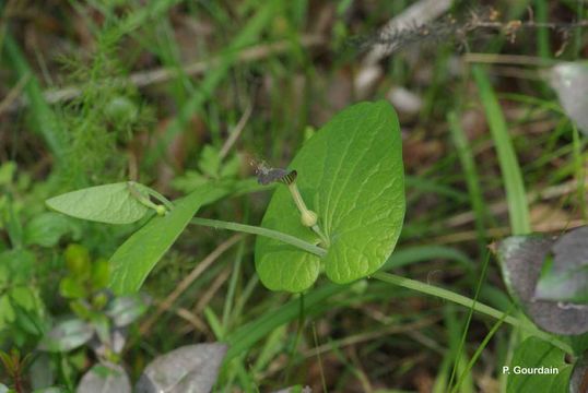 Image of Smearwort