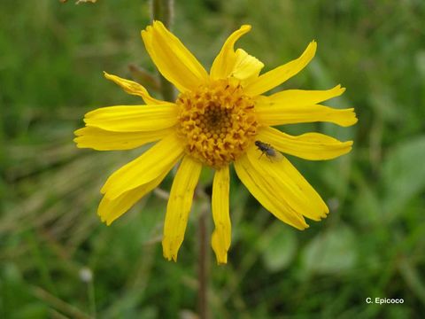 Image of mountain arnica