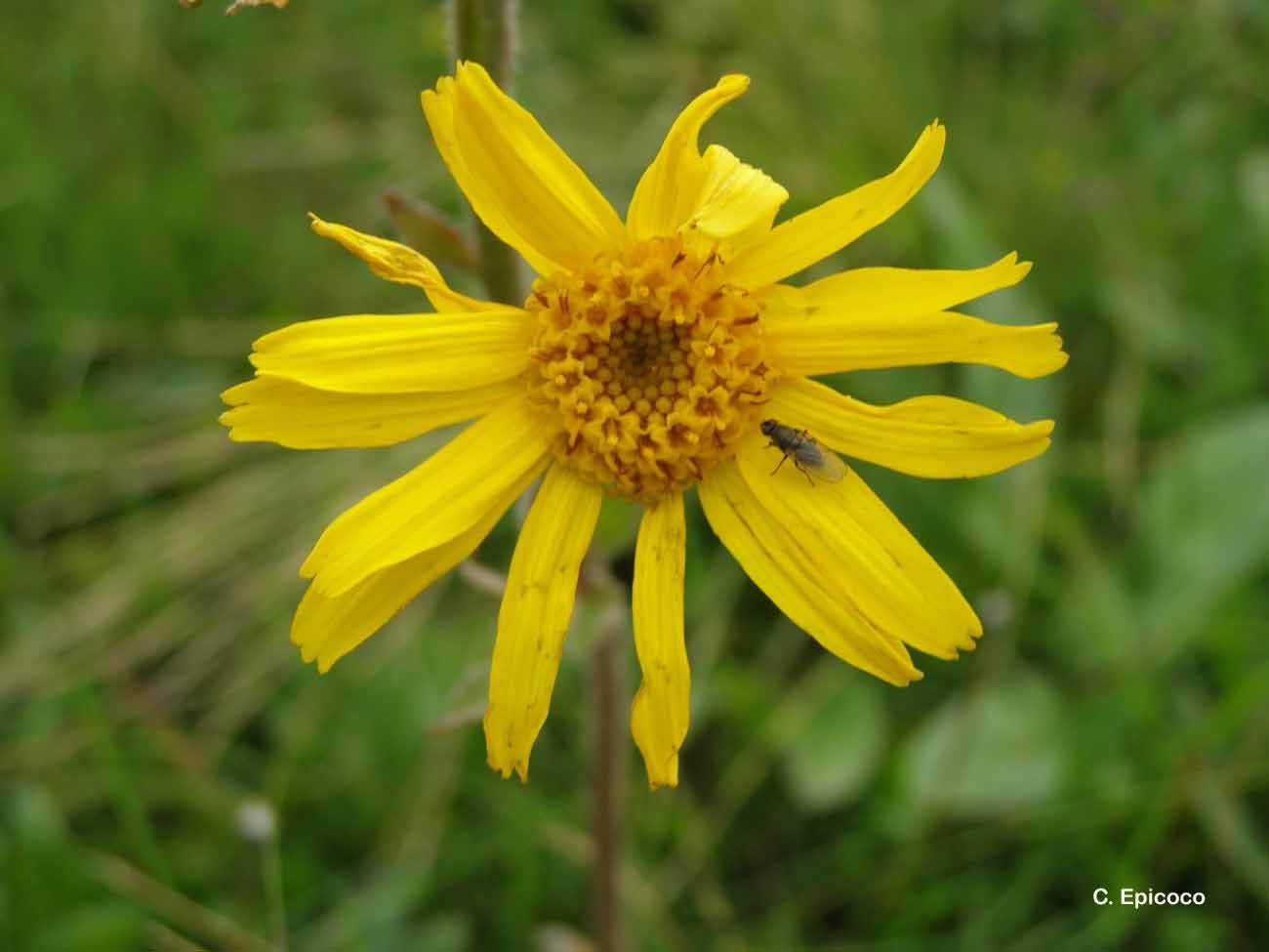 Image of mountain arnica