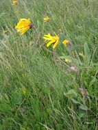 Arnica montana L. resmi