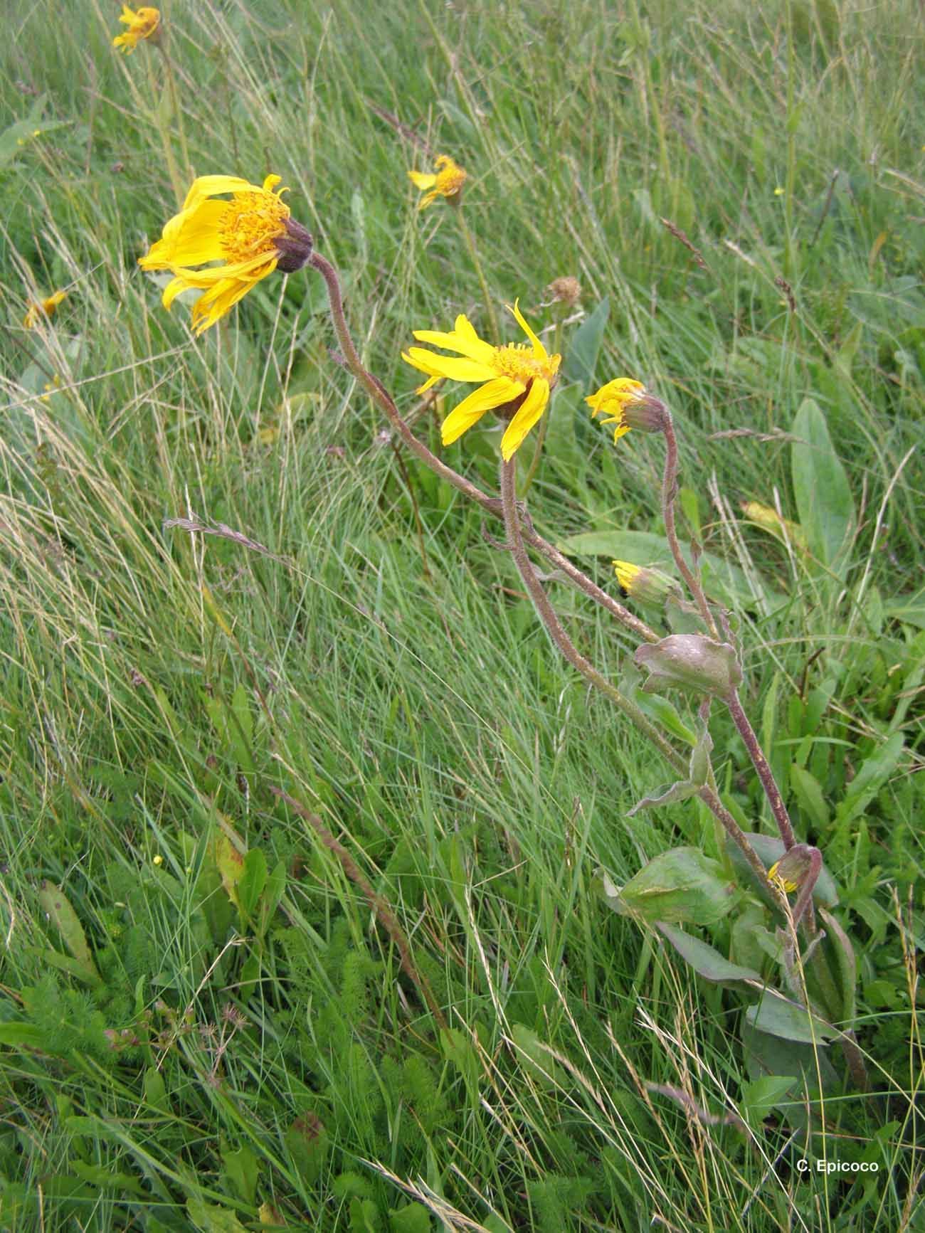 Arnica montana L. resmi