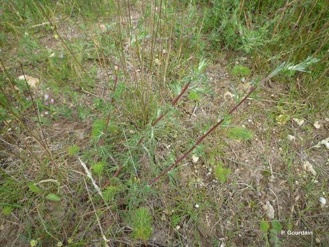 Imagem de Artemisia campestris L.