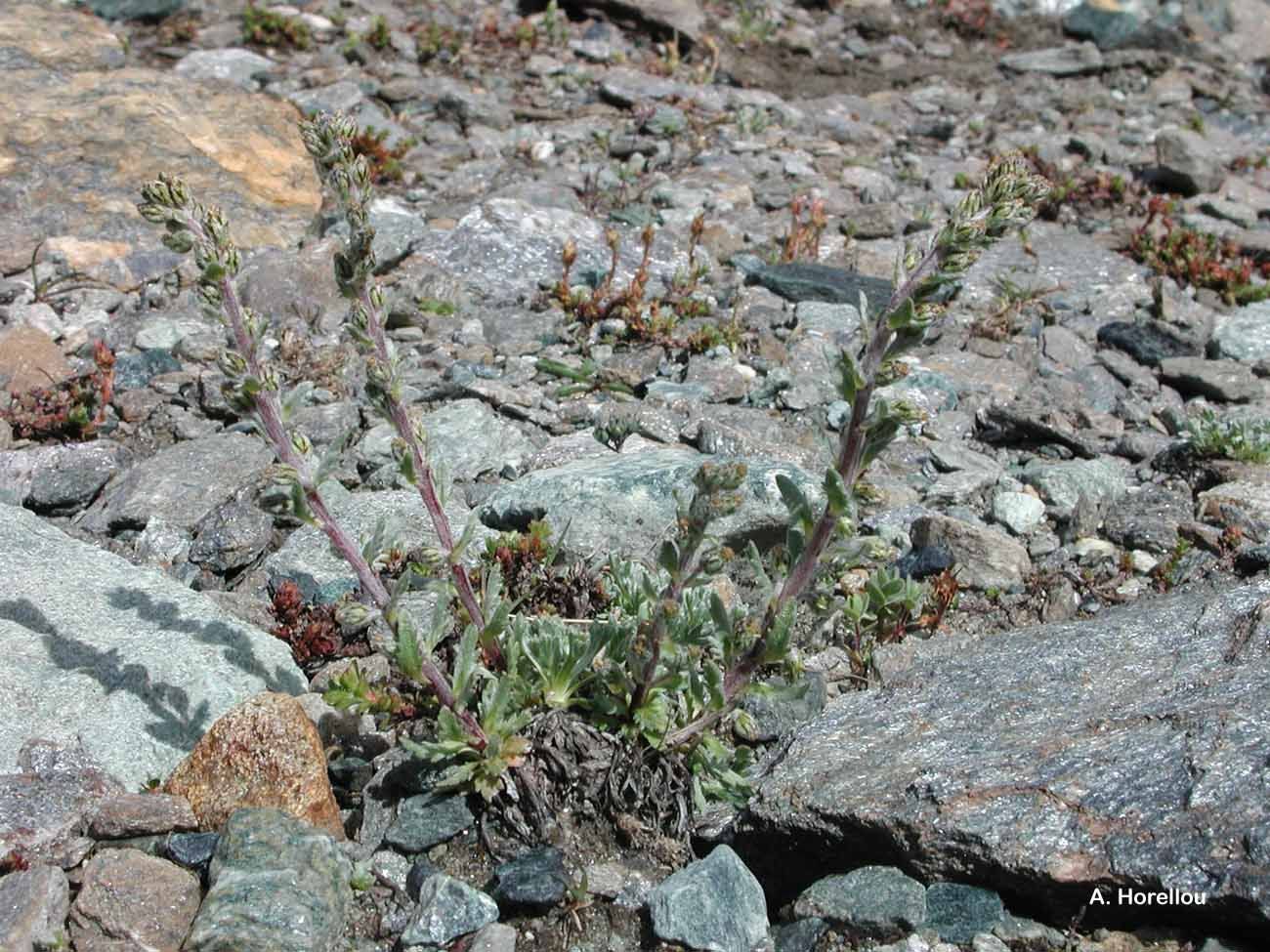 Image of Artemisia genipi Weber