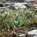 Plancia ëd Artemisia umbelliformis Lam.