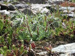 Image of Alpine Wormwood