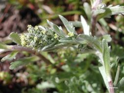 Image of Alpine Wormwood