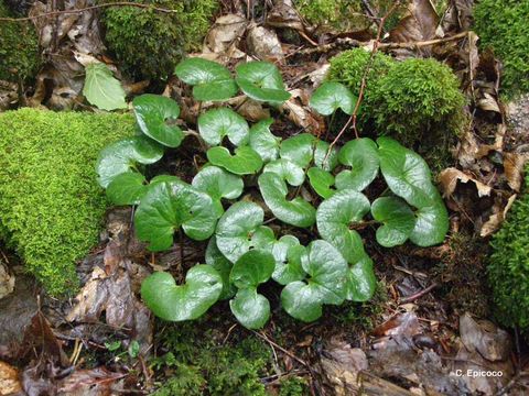 Image of European wild ginger