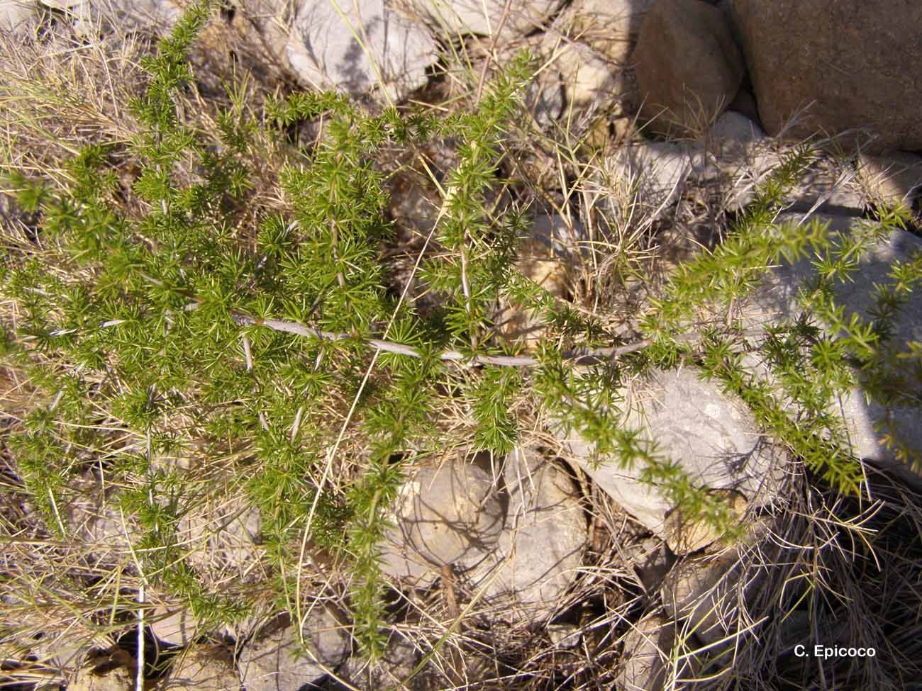 Image of Spiny Asparagus