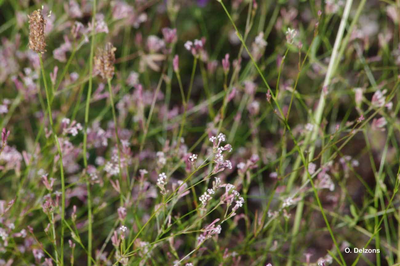 Plancia ëd Asperula cynanchica L.