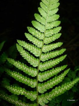 Слика од Dryopteris filix-mas (L.) Schott