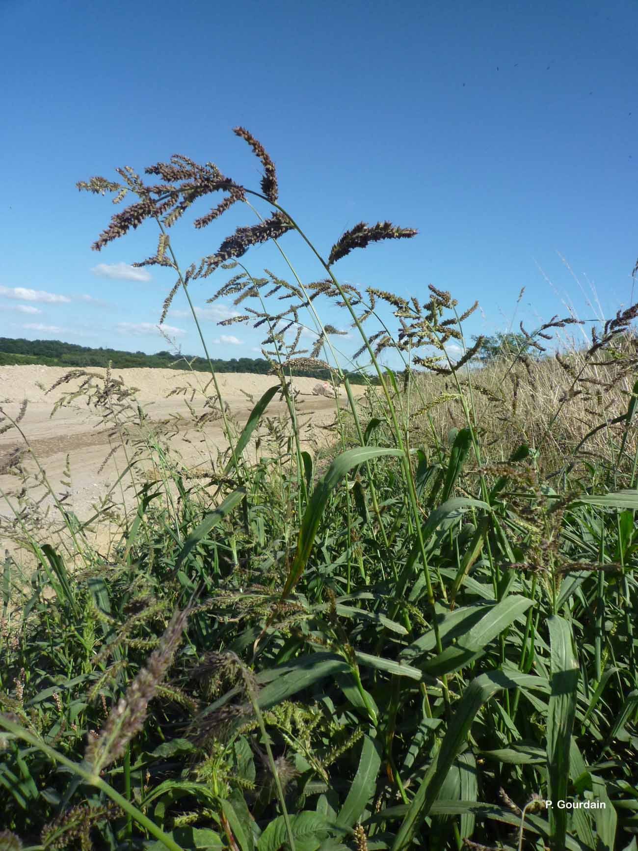 Echinochloa crus-galli (L.) P. Beauv. resmi