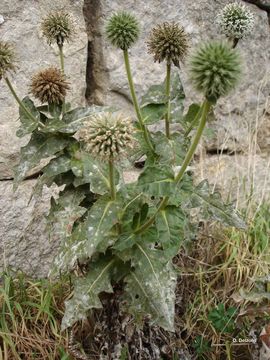 Echinops sphaerocephalus L. resmi