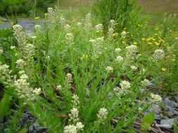 Image of field pepperweed