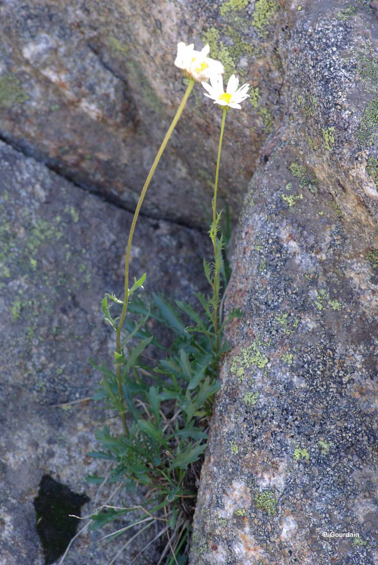 Image of Leucanthemum corsicum (Less.) DC.