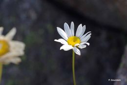 Image of Leucanthemum corsicum (Less.) DC.