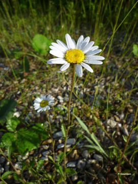 Plancia ëd Leucanthemum vulgare Lam.