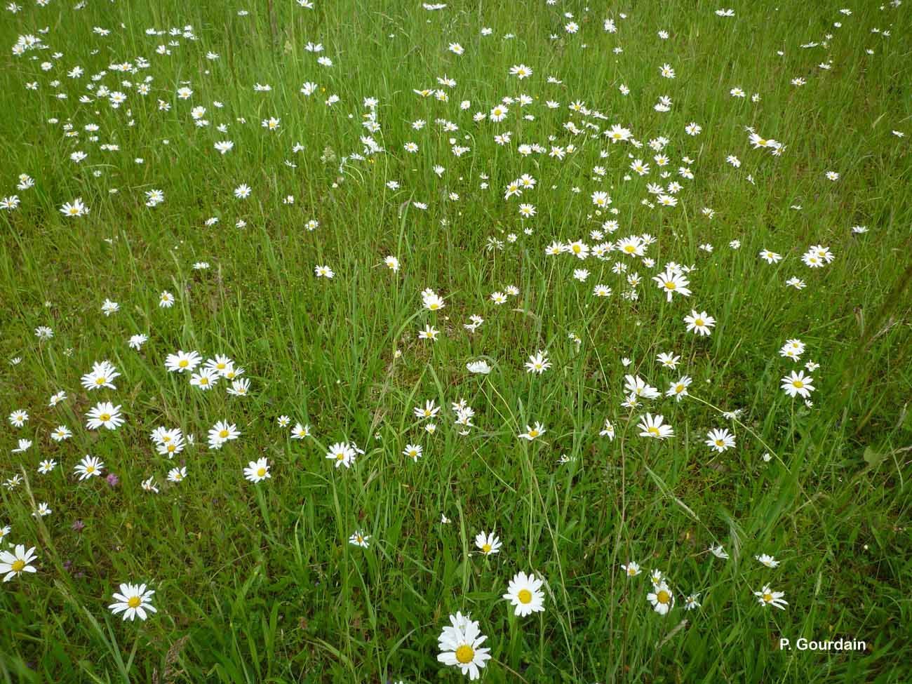 Plancia ëd Leucanthemum vulgare Lam.